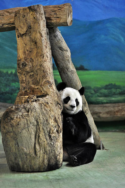 Giant Panda Yuanyuan is seen in a photo taken on July 22, 2011. Giant pandas Tuantuan and Yuanyuan were given to Taiwan Province by China. Their fertility has always been of high concern. Yuanyuan is not pregnant yet, but experts say hopes are high for 2012. [Photo/Xinhua] 