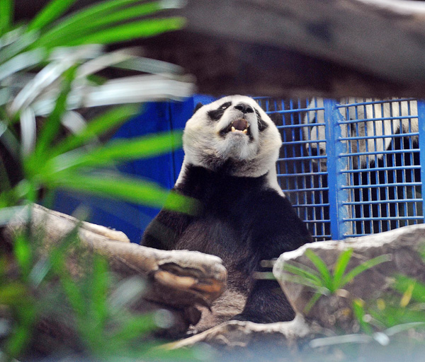 Giant Panda Yuanyuan (L) is seen with Tuantuan (R) in a photo taken on July 22, 2011. Giant pandas Tuantuan and Yuanyuan were given to Taiwan Province by China. Their fertility has always been of high concern. Yuanyuan is not pregnant yet, but experts say hopes are high for 2012. [Photo/Xinhua] 