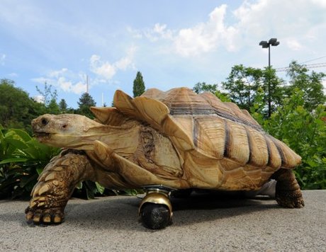 Gamera, a 12-year-old, African spur-thighed tortoise, shows off his new front 'leg' at Washington State University.