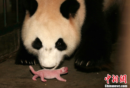 Li Li, a 19-year-old giant panda, gave birth to this year's first cub in the Chengdu Giant Panda Protection and Research Center in southwest Sichuan Province. 