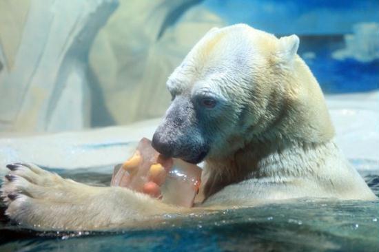 A polar bear sucks a popsicle with satisfaction at Tianjin Polar Aquarium in Tianjin, North China, July 20, 2011. The huge popsicles are specially made with fruits and vegetables frozen inside to help the center&apos;s pair of polar bears reduce their body temperatures. It&apos;s also meant to make bears get more active and have some fun while searching for the edible treats. [CFP] 