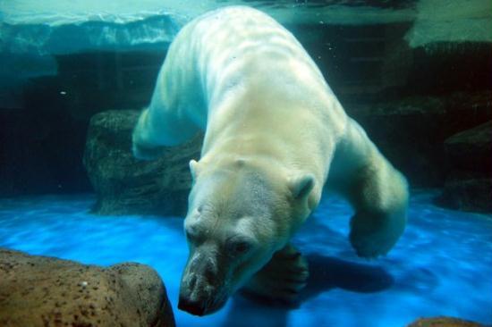 A polar bear swims in search of a fruit and vegetable popsicle hidden under water at Tianjin Polar Aquarium, Tianjin, North China, July 20, 2011. 