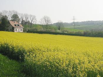 Rapeseed, a biofuel crop [File photo]