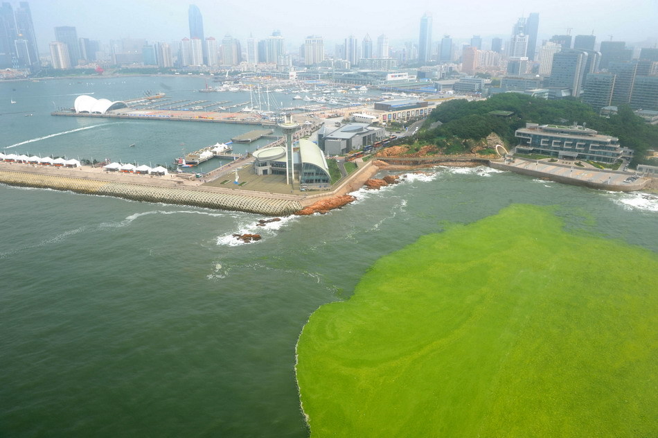 Photo taken on July 26, 2011 shows the sea and the algae off the coastline of Qingdao, east China&apos;s Shandong Province. The North China Sea Marine Forecasting Center of State Oceanic Administration forecasted that the green algae would continue spreading northward and some would be washed ashore from July 26 to 28. [Xinhua]