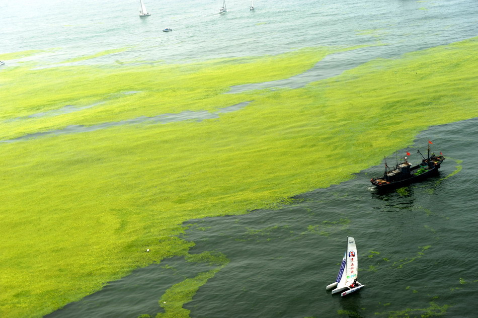 Photo taken on July 26, 2011 shows the sea and the algae off the coastline of Qingdao, east China's Shandong Province. [Xinhua]