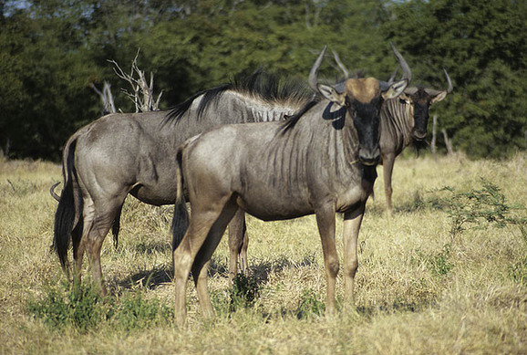 botswana"s wildebeest population drops nearly 90%