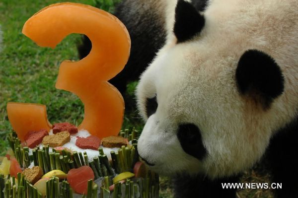 Gaint panda Xinxin enjoys a &apos;birthday cake&apos; in Macao, south China, July 26, 2011. Xinxin spent the 3-year-old birthday here Tuesday.(Xinhua/Cheong Kam Ka) (ly) 