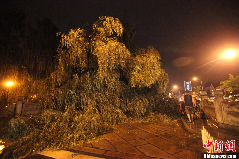 Willow trees in Beijing's Shachahai were uprooted and forced to the ground or into the river in busy streets along the riverbank.  [chinanews.cn]