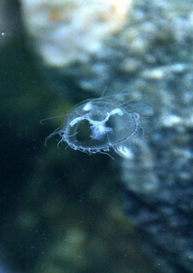 Photo taken on July 27, 2011 shows a freshwater jellyfish in a rivulet in the Taishan Mountain scenic area in Tai'an City, east China's Shandong Province.