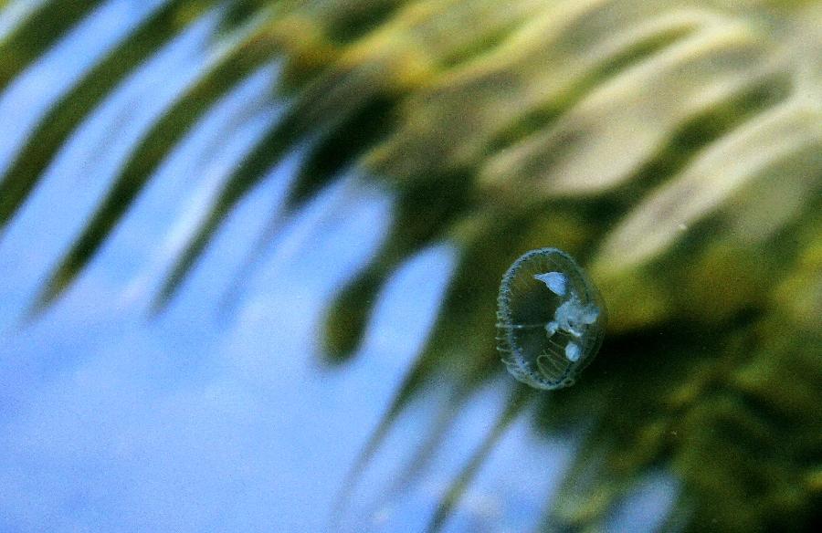 Photo taken on July 27, 2011 shows a freshwater jellyfish in a rivulet in the Taishan Mountain scenic area in Tai'an City, east China's Shandong Province. 