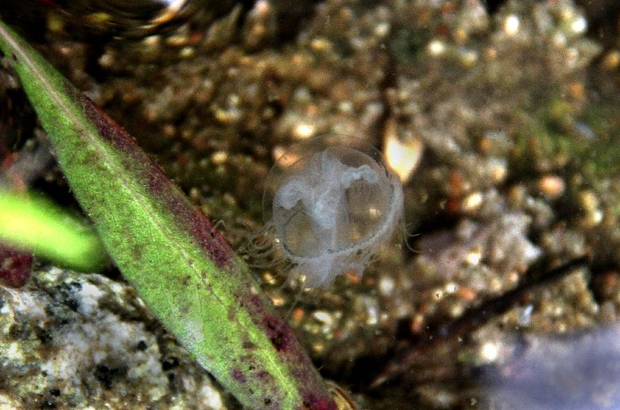 Photo taken on July 27, 2011 shows a freshwater jellyfish in a rivulet in the Taishan Mountain scenic area in Tai'an City, east China's Shandong Province. 