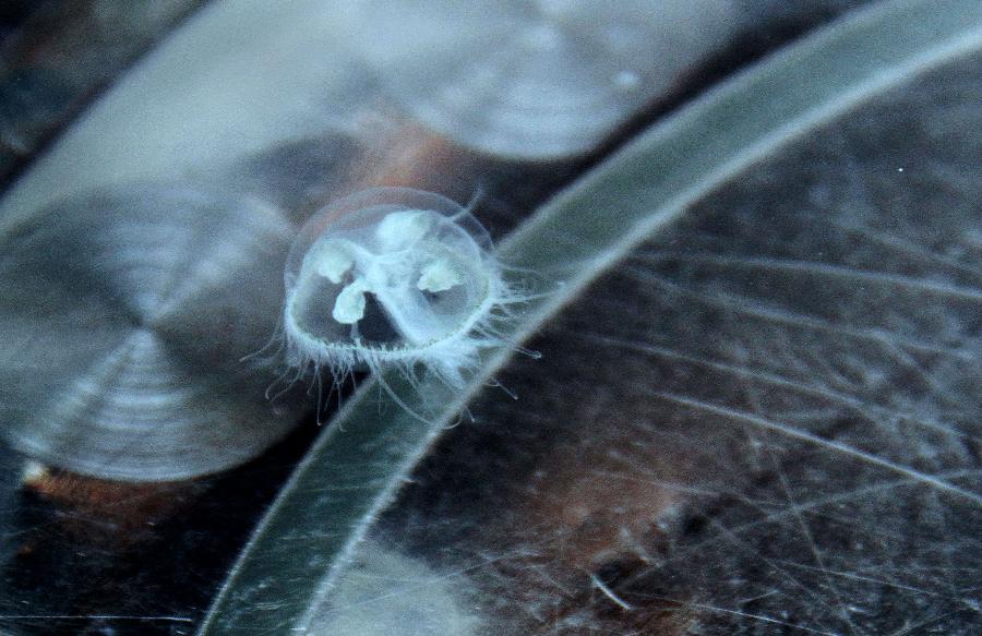 Photo taken on July 27, 2011 shows a freshwater jellyfish in a rivulet in the Taishan Mountain scenic area in Tai'an City, east China's Shandong Province.