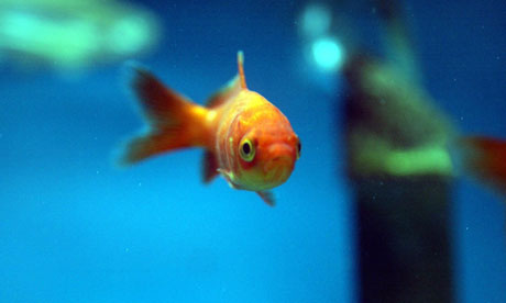 Two goldfish survived in New Zealand for four months without food or electricity to power their tank. [PA]