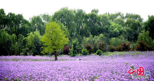 Lavender blooms in Beijing. 