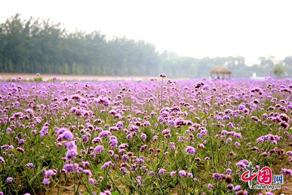 Lavender blooms in Beijing. 