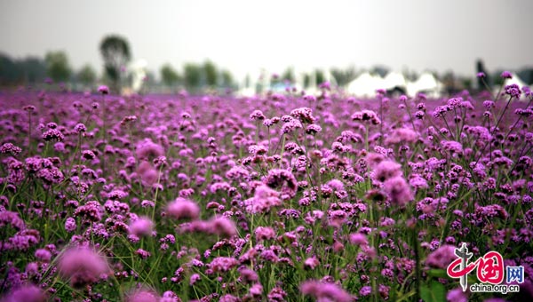 Lavender blooms in Beijing. 