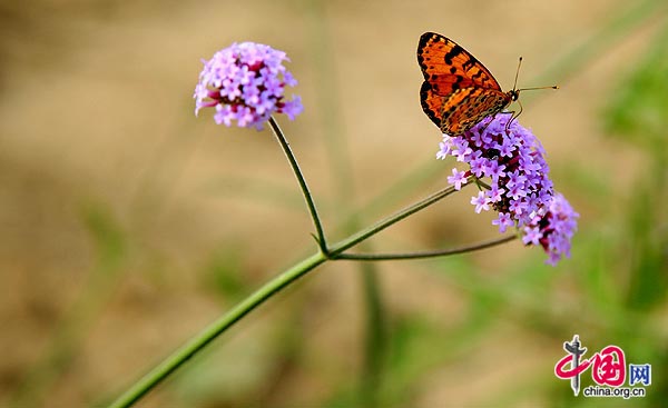 Lavender blooms in Beijing. 