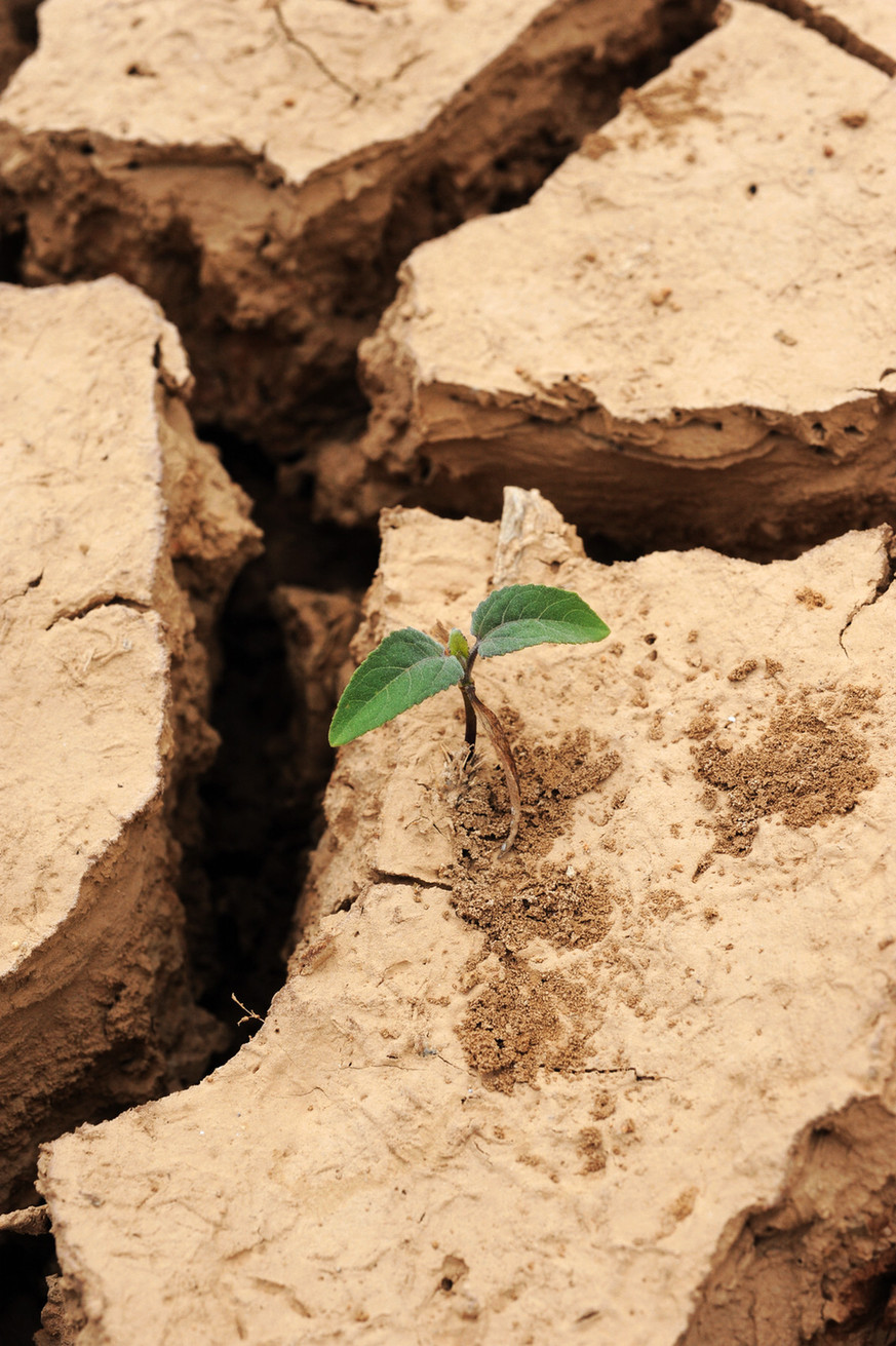 A grass shoot grows in a dried field full of cracks due to drought in Wentang Township, Xinhua County of central China&apos;s Hunan Province, July 30, 2011. Due to high temperature and lack of rainfalls, Hunan has been hit by lasting droughts in recent days. [Xinhua]