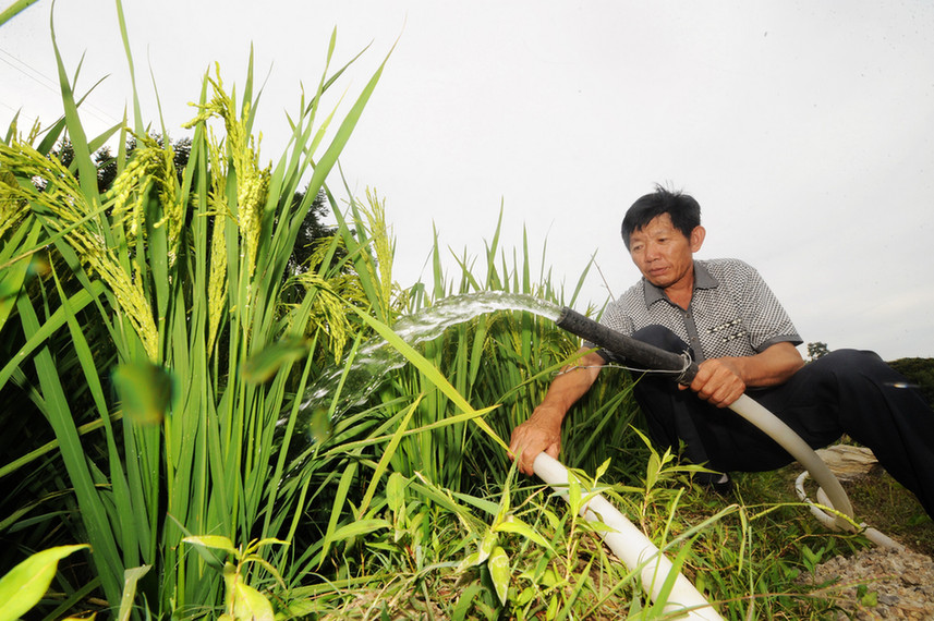 A villager pumps water to irrigate a rice field in Wentang Township, Xinhua County of central China&apos;s Hunan Province, July 30, 2011. Due to high temperature and lack of rainfalls, Hunan has been hit by lasting droughts in recent days.[Xinhua]