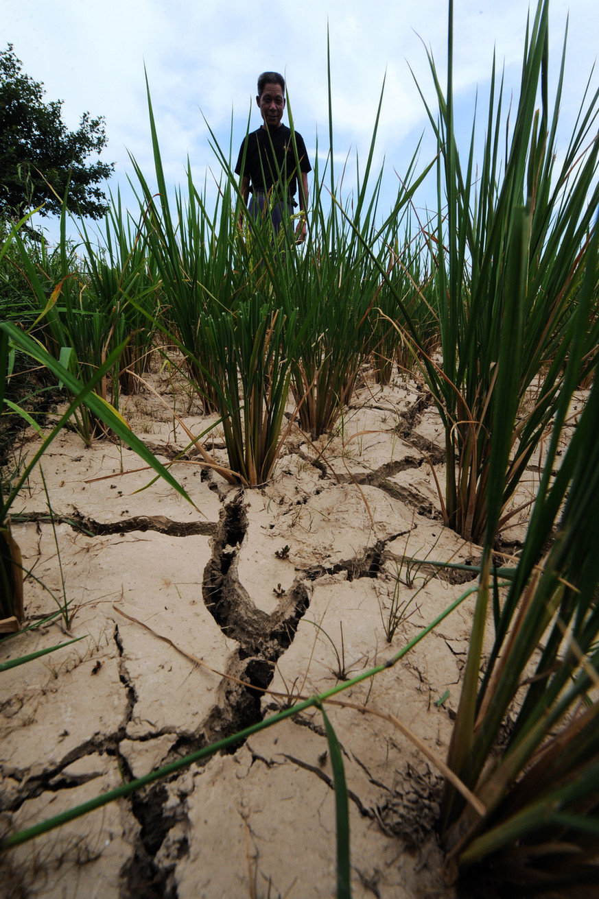 A villager looks at a rice field full of cracks due to drought in Xinhua County of central China&apos;s Hunan Province, July 30, 2011. Due to high temperature and lack of rainfalls, Hunan has been hit by lasting droughts in recent days. [Xinhua]