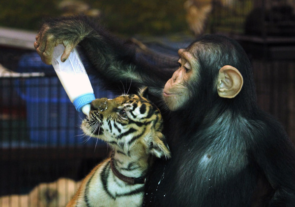Two-year-old chimpanzee &apos;Do Do&apos; feeds milk to &apos;Aorn&apos;, a 60-day-old tiger cub, at Samut Prakan Crocodile Farm and Zoo in Samut Prakan province on the outskirts of Bangkok July 30, 2011. The crocodile farm, used as a tourist attraction, houses some 80,000 crocodiles and is the largest in Thailand. [Chinanews]