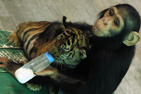 Two-year-old chimpanzee &apos;Do Do&apos; feeds milk to &apos;Aorn&apos;, a 60-day-old tiger cub, at Samut Prakan Crocodile Farm and Zoo in Samut Prakan province on the outskirts of Bangkok July 30, 2011. The crocodile farm, used as a tourist attraction, houses some 80,000 crocodiles and is the largest in Thailand. [Chinanews]