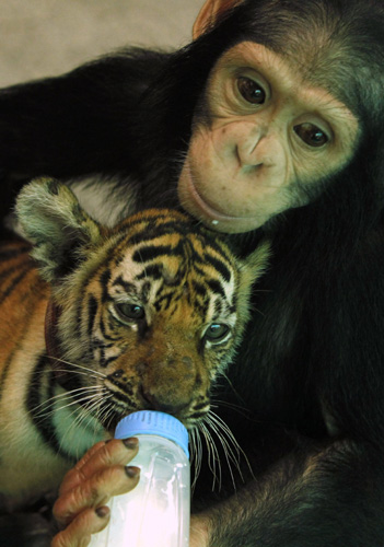 Two-year-old chimpanzee 'Do Do' feeds milk to 'Aorn', a 60-day-old tiger cub, at Samut Prakan Crocodile Farm and Zoo in Samut Prakan province on the outskirts of Bangkok July 30, 2011. The crocodile farm, used as a tourist attraction, houses some 80,000 crocodiles and is the largest in Thailand. [Chinanews]