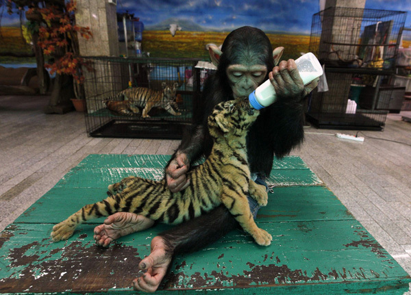 Two-year-old chimpanzee 'Do Do' feeds milk to 'Aorn', a 60-day-old tiger cub, at Samut Prakan Crocodile Farm and Zoo in Samut Prakan province on the outskirts of Bangkok July 30, 2011. The crocodile farm, used as a tourist attraction, houses some 80,000 crocodiles and is the largest in Thailand. [Chinanews]