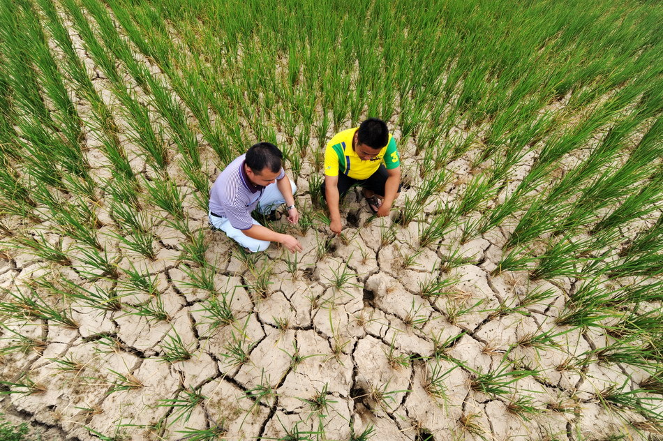 Villagers examine a rice field full of cracks due to drought in Xinhua county of Central China&apos;s Hunan province, July 30, 2011.