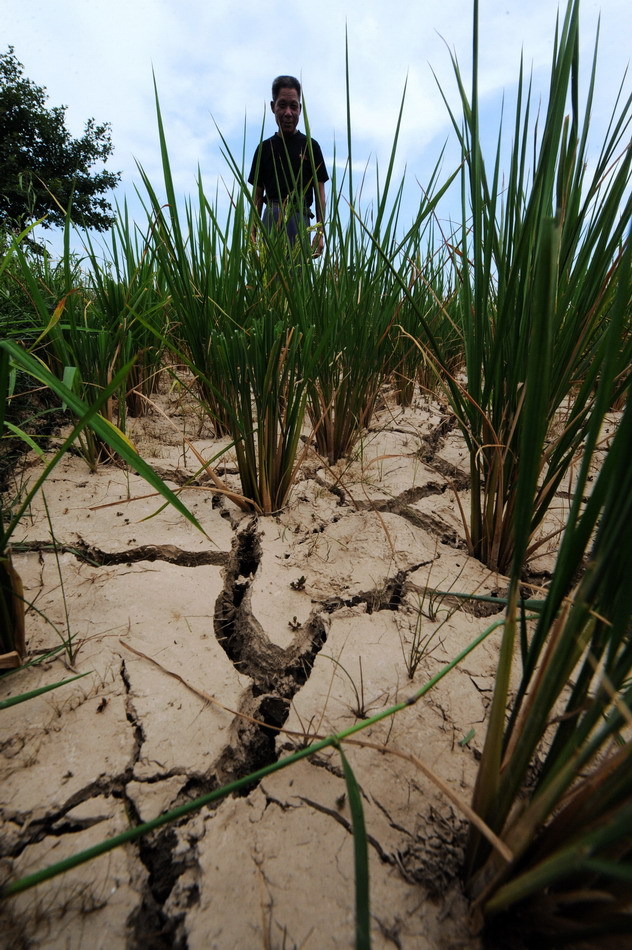 A villager looks at a rice field full of cracks due to drought in Wentang township, Xinhua county of Central China&apos;s Hunan province, July 30, 2011. 