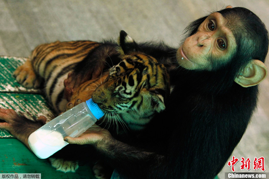 Two-year-old chimpanzee &apos;Do Do&apos; feeds milk to &apos;Aorn&apos;, a 60-day-old tiger cub, at Samut Prakan Crocodile Farm and Zoo in Samut Prakan province on the outskirts of Bangkok July 30, 2011. The crocodile farm, used as a tourist attraction, houses some 80,000 crocodiles and is the largest in Thailand. [photo/Chinanews.com]