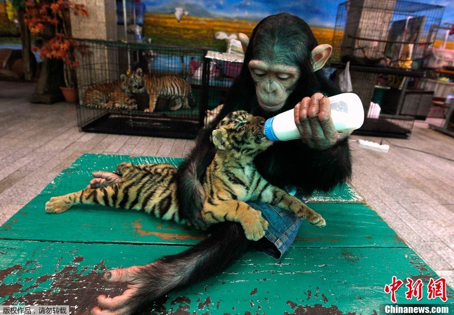 Two-year-old chimpanzee 'Do Do' feeds milk to 'Aorn', a 60-day-old tiger cub, at Samut Prakan Crocodile Farm and Zoo in Samut Prakan province on the outskirts of Bangkok July 30, 2011. The crocodile farm, used as a tourist attraction, houses some 80,000 crocodiles and is the largest in Thailand. [photo/Chinanews.com]