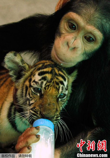 Two-year-old chimpanzee &apos;Do Do&apos; feeds milk to &apos;Aorn&apos;, a 60-day-old tiger cub, at Samut Prakan Crocodile Farm and Zoo in Samut Prakan province on the outskirts of Bangkok July 30, 2011. The crocodile farm, used as a tourist attraction, houses some 80,000 crocodiles and is the largest in Thailand. [photo/Chinanews.com]