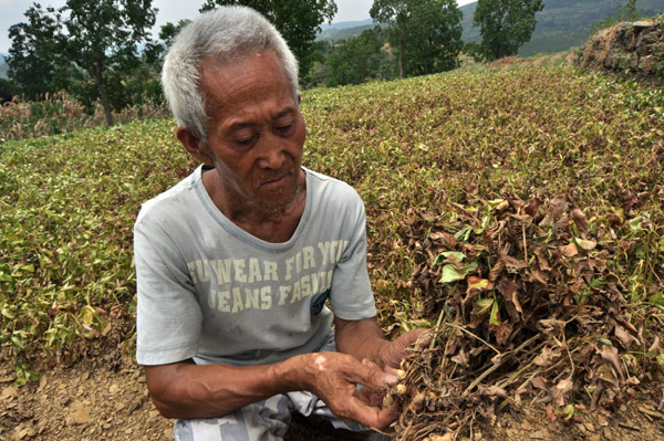 A farmer looks anxiously on Monday at peanut crops that have been withered by a serious drought in Yantang village, the Yinjiang Tujia and Miao autonomous county in Southwest China's Guizhou province. [China Daily]