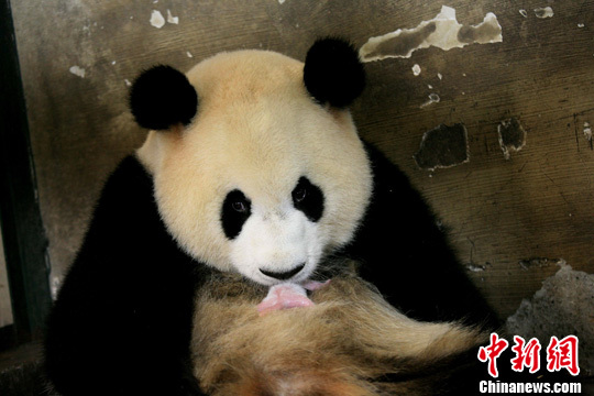 Mao Mao gave birth to a 170-gram cub at 5:07 a.m. Monday at the Chengdu Giant Panda Breeding and Research Base.
