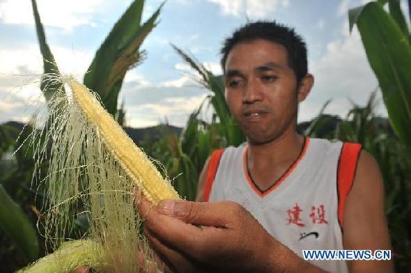 A farmer carries corns afflicted by drought in Bangxiang Village of Sansui County, southwest China's Guizhou Province, Aug. 1, 2011. [Xinhua]