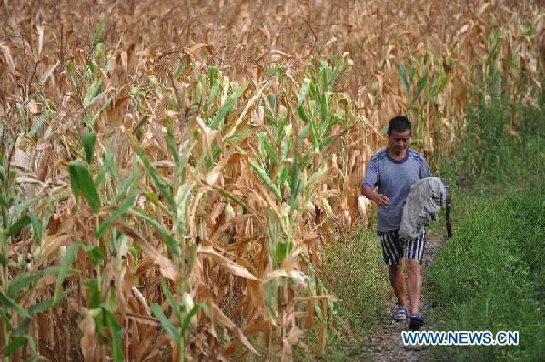 A farmer walks past the dried corn field in Bangxiang Village of Sansui County, southwest China's Guizhou Province, Aug. 1, 2011. 