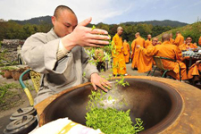 Monks busy picking Fajing zen tea