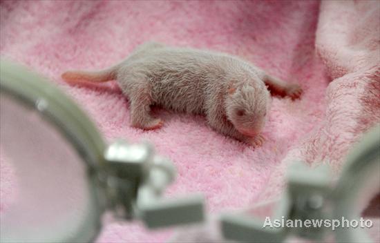 A newly-born panda cub is dwarfed by its incubator at the Chengdu Research Base for Giant Panda Breeding, in Southwest China's Sichuan province, Aug 2, 2011. [Asianewsphoto]