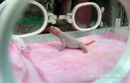 A newly-born panda cub is dwarfed by its incubator at the Chengdu Research Base for Giant Panda Breeding, in Southwest China's Sichuan province, Aug 2, 2011. [Asianewsphoto]