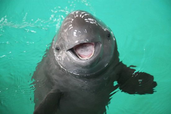 The finless porpoise, with an average lifespan of 20 years, has been listed by the World Conservation Union as an endangered species. [File photo] 