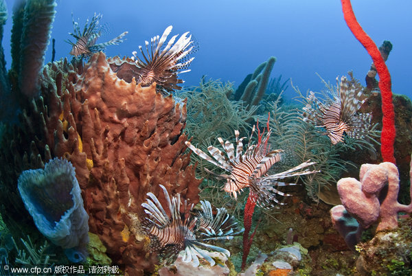 Lionfish are native to the Pacific and Indian Oceans but have spread throughout the waters of the Caribbean and U.S. Southeast at an alarming rate over the past decade or so. Efforts are being made by local divers and part officials at the Roatan Marine Park to give sharks a taste for lionfish. Photographer Antonio Busiello spent several months observing the process. [cfp]