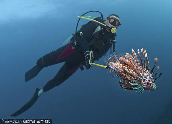 Lionfish are native to the Pacific and Indian Oceans but have spread throughout the waters of the Caribbean and U.S. Southeast at an alarming rate over the past decade or so. Efforts are being made by local divers and part officials at the Roatan Marine Park to give sharks a taste for lionfish. Photographer Antonio Busiello spent several months observing the process. [cfp]