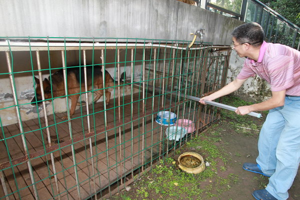 A veterinarian tries to anesthetize a caged dog using a special syringe at the New North Zone of Southwest China's Chongqing municipality, August 2, 2011. The dog was one of a pair that killed one man, He Wei, and injured another, surnamed Wang.