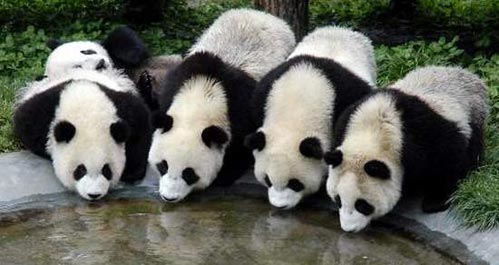 China tightens regulations for panda exhibitors.