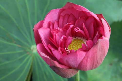 Lotus: the lady of all flowers