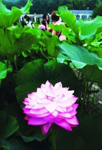 Lotus: the lady of all flowers 