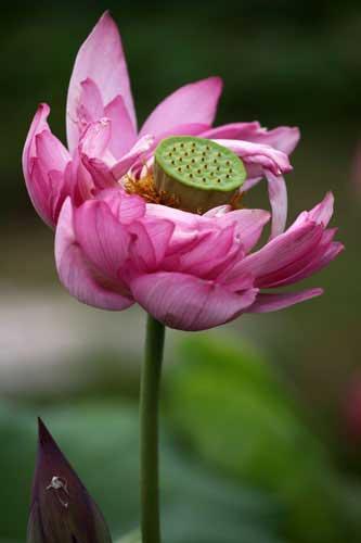 Lotus: the lady of all flowers 