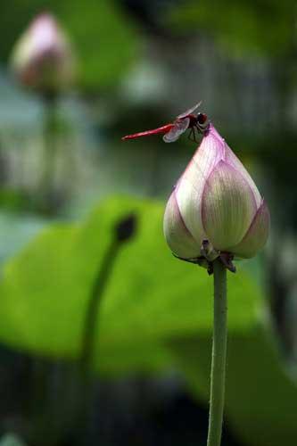 Lotus: the lady of all flowers 