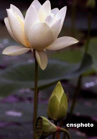 Lotus: the lady of all flowers 